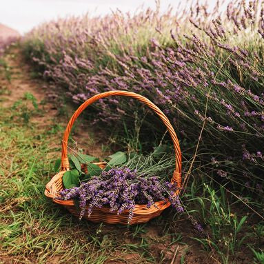 Peaceful Lavender Soy Candle